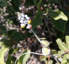 Monnina philippiana