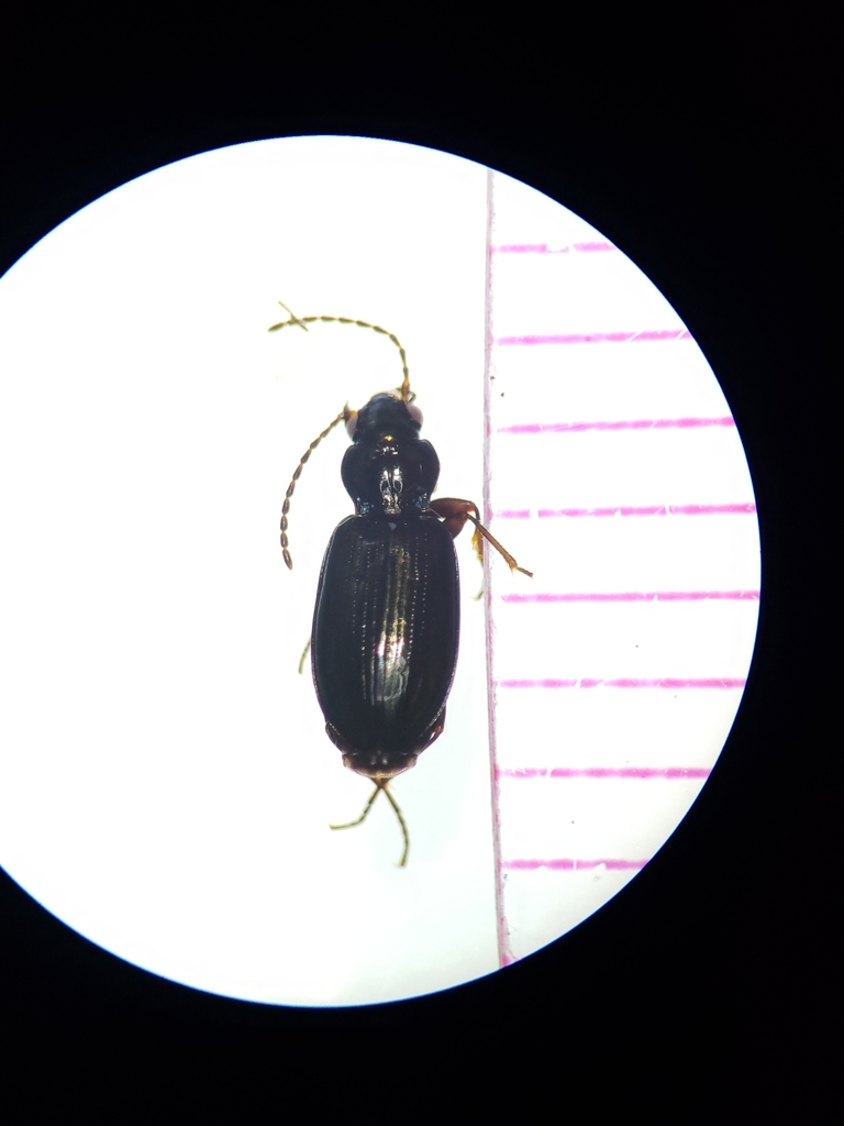 Pterostichus nivalis