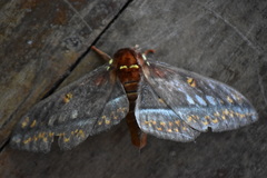 Procitheronia purpurea