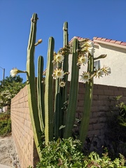 Trichocereus macrogonus