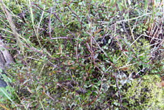 Gaultheria macrostigma