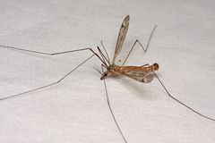 Tipula luridorostris