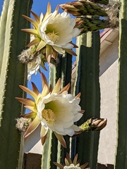 Trichocereus macrogonus