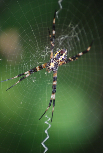 Hawaiian Garden Spider