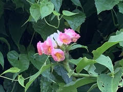 Costus phyllocephalus