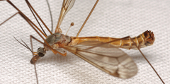 Tipula luridorostris