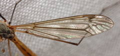 Tipula luridorostris