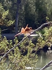 Libellula croceipennis