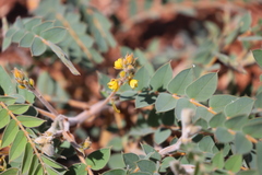 Senna notabilis