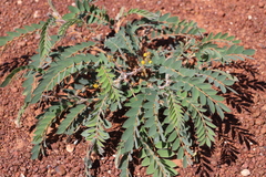 Senna notabilis