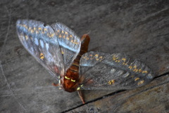 Procitheronia purpurea