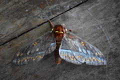 Procitheronia purpurea