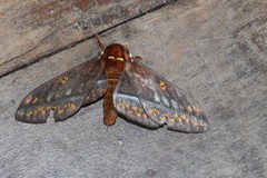 Procitheronia purpurea