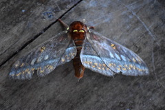 Procitheronia purpurea