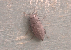 Melanophila acuminata
