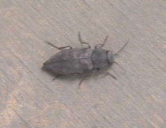 Melanophila acuminata