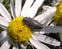 Melanophila acuminata