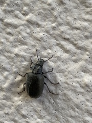 Bothrotes canaliculatus