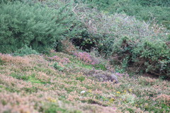 Calluna vulgaris