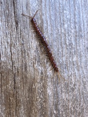 Scolopocryptops spinicaudus