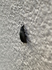 Bothrotes canaliculatus