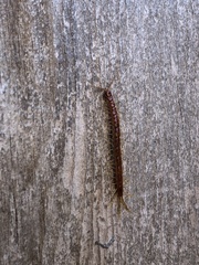 Scolopocryptops spinicaudus