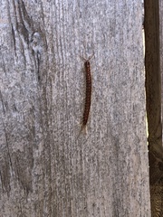 Scolopocryptops spinicaudus