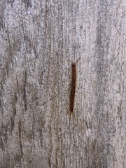 Scolopocryptops spinicaudus