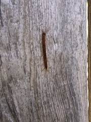 Scolopocryptops spinicaudus