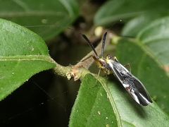 Dictyopsocus pennicornis