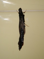 Atractocerus brasiliensis