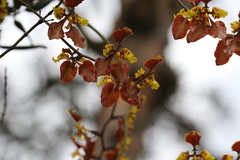 Cyrtochilum tetracopis