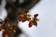 Cyrtochilum tetracopis
