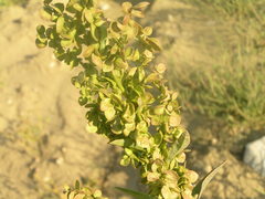 Atriplex hortensis
