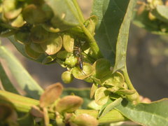Atriplex hortensis