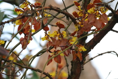 Cyrtochilum tetracopis
