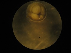 Pseudoscaphirhynchus kaufmanni