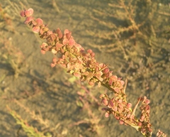 Atriplex hortensis