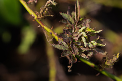 Rose rosette emaravirus