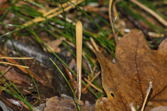 Macrotyphula fistulosa