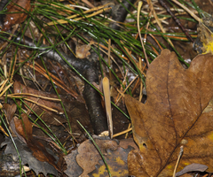 Macrotyphula fistulosa