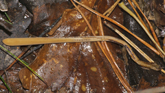 Macrotyphula fistulosa