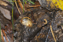 Macrotyphula fistulosa