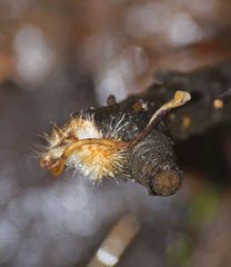 Macrotyphula fistulosa