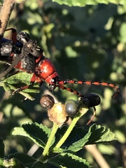 Stenaspis verticalis insignis