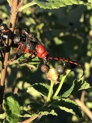 Stenaspis verticalis insignis