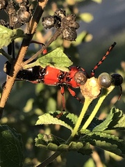 Stenaspis verticalis insignis