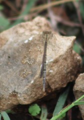 Argia nahuana
