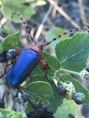 Stenaspis verticalis insignis