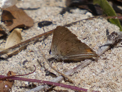 Strymon melinus franki